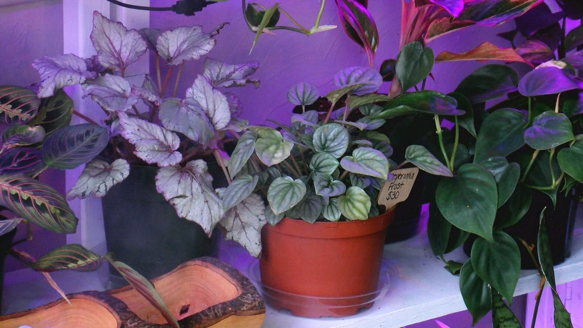 FernGrove Houseplants combines with Jungle Juice to create a new, unique small business.
